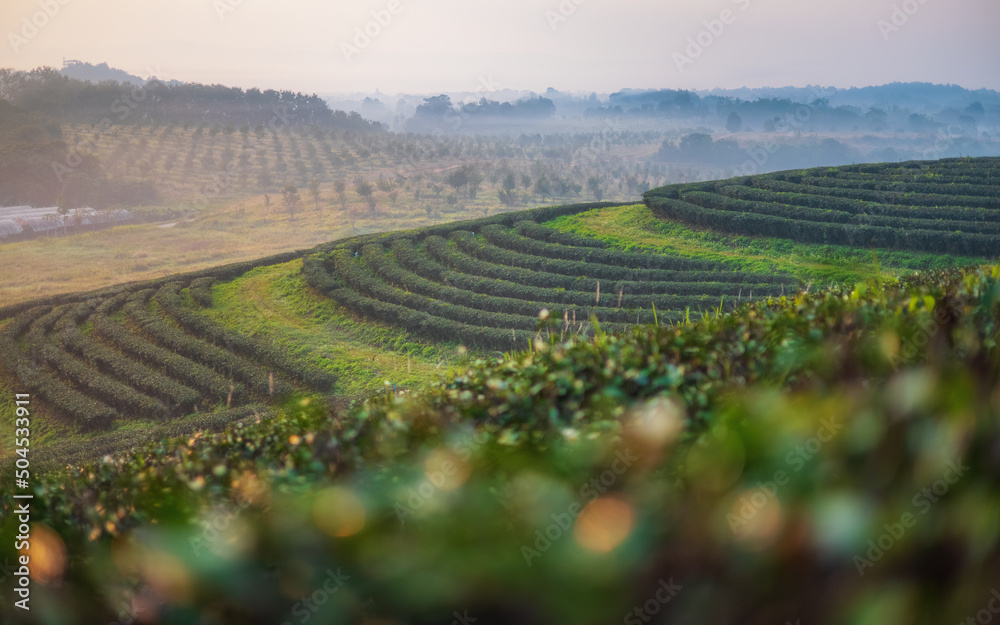 The tea plantations background , Tea plantations in morning light