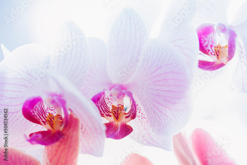 Orchid flowers purple or pink color on white background