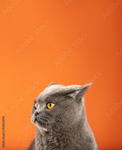 angry cat portrait