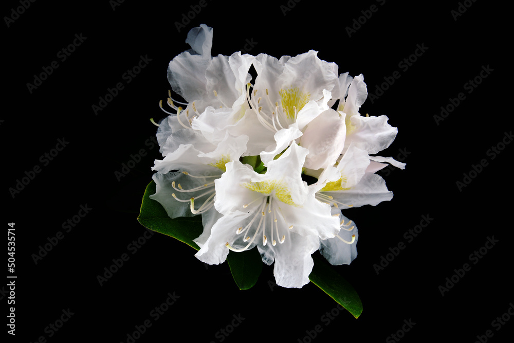 Rhododendron kwiat pełen magii idealny jako tapeta na pulpit lub tekstura. białe kwiaty, wiosna, lato w pełni. słońce pokrywające płatki kwiatka. - obrazy, fototapety, plakaty 