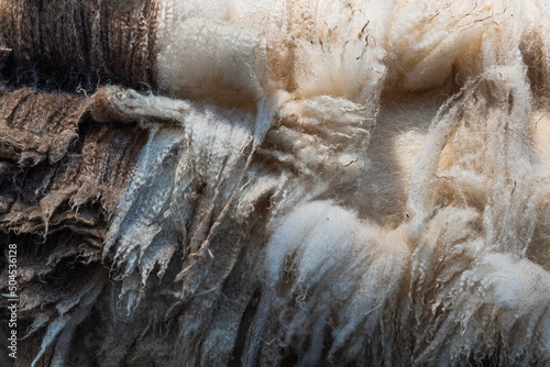 Close up of sheared wool photo