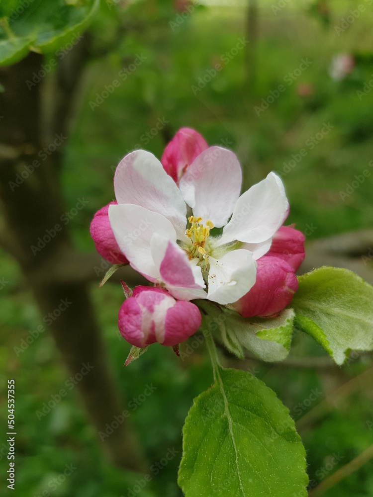 apple blossom in the scattered orchard meadow apple blossom in the scattered orchard meadow