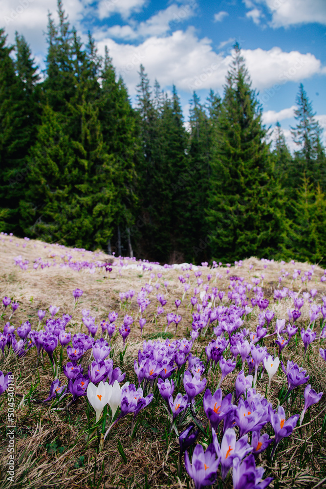 A bush of the first flowers of snowdrops and crocuses in the meadow among streams against the backdrop of a snow-covered mountain and forest. Concept beauty of nature.