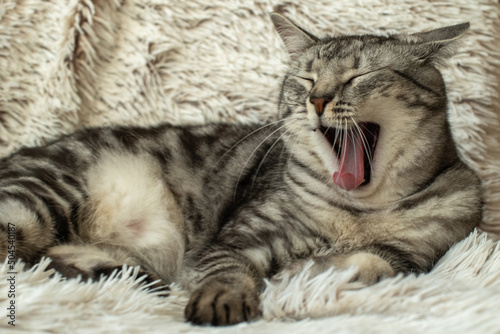 grey tabby cat yawning, cat yawn, sleepy kitten, sleepy gray cat