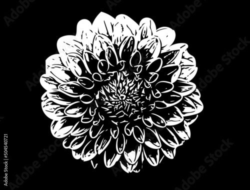 black and white flower