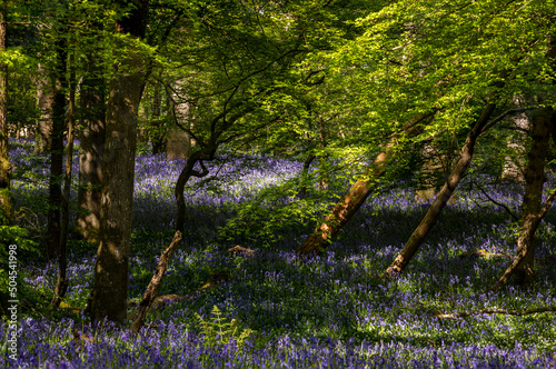 Beautiful vibrant carpets of April springtime bluebells in Arlington wood on the low weald East Sussex south east England UK