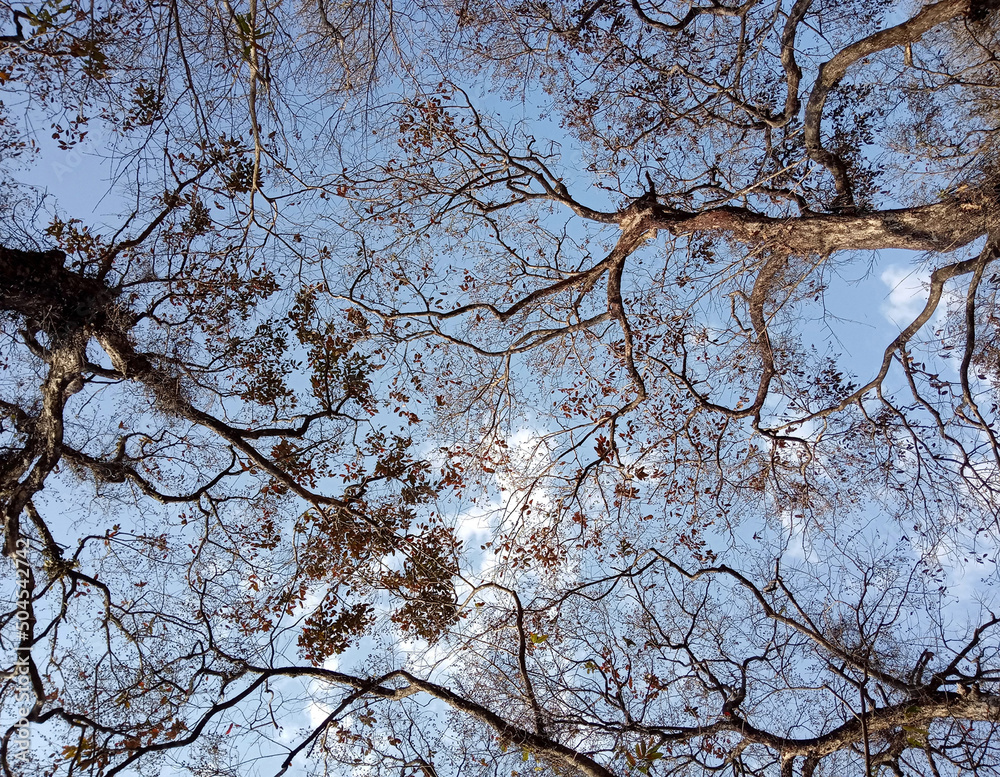 The huge leafless trees look mesmerizing with the contrast with blue sky gives abstract effect at Sukna Forest in Darjeeling, India. Trees get dried and leafs falls looks deserted during winter. .. The huge leafless trees look mesmerizing with the contrast with blue sky gives abstract effect at Sukna Forest in Darjeeling, India. Trees get dried and leafs falls looks deserted during winter. ..