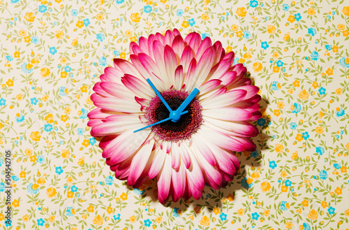 white and pink gerbera with blue hands
