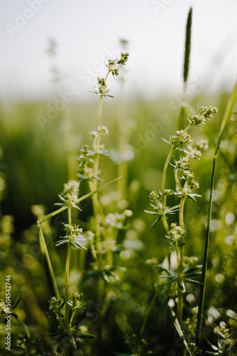 Focus on meadow foxtail and hedge bedstraw. In the background a green meadow with blurred backround.