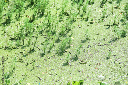 Green hydrilla verticillata water weed in river natural background photo