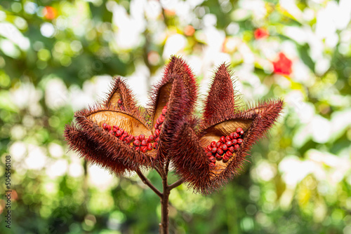 Open dried achiote flowers with red seeds in a bright background photo