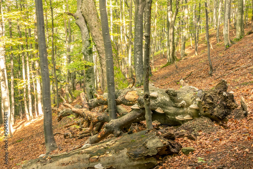 Old Snag in a Sunny Beech Forest