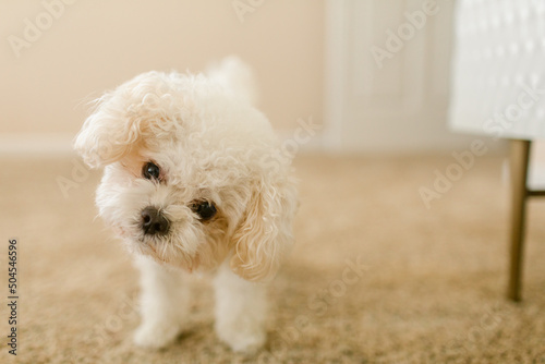 Cute puppy portrait