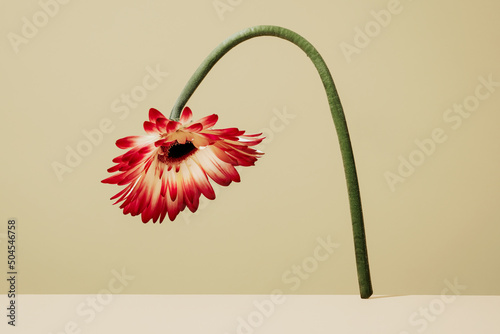 gerbera bending forward