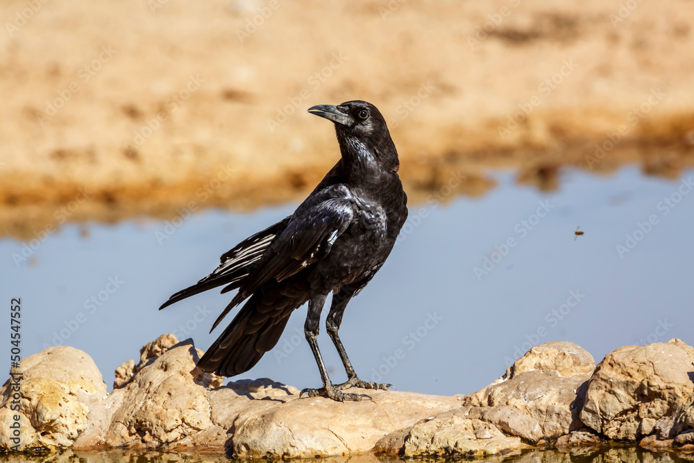 Fototapeta premium Cape Crow at waterhole in Kgalagadi transfrontier park, South Africa; specie Corvus capensis family of Corvidae