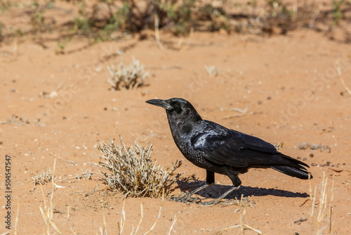Cape Crow on sand ground in Kgalagadi transfrontier park, South Africa; specie Corvus capensis family of Corvidae