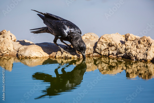 Cape Crow drinking at waterhole in Kgalagadi transfrontier park  South Africa  specie Corvus capensis family of Corvidae