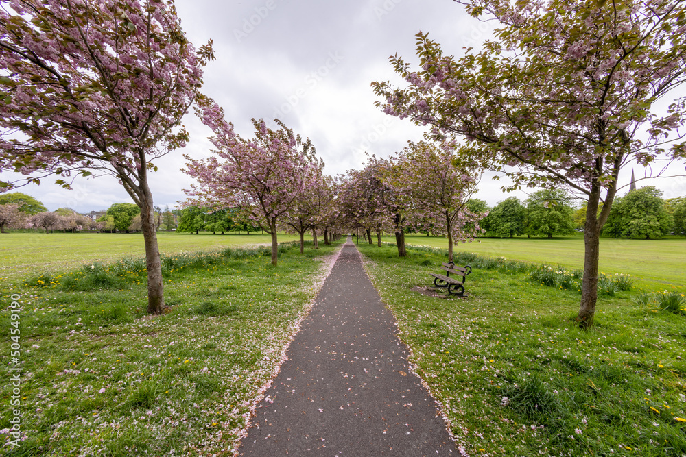 Photo of the beautiful blossom trees in the spring time in the town of Harrogate, North Yorkshire UK showing the trees and freshly cut grass and public foot path