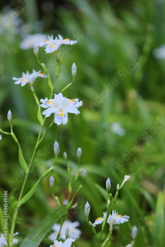 シャガの花 © naname21