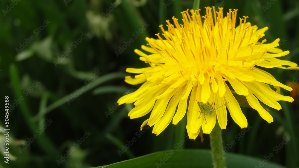 Grasshopper baby. Young grasshopper on a flowering dandelion. dandelion field of medicinal,yellow on which sits a small cricket. Grasshopper baby. Young grasshopper on a flowering dandelion. dandelion field of medicinal,yellow on which sits a small cricket.