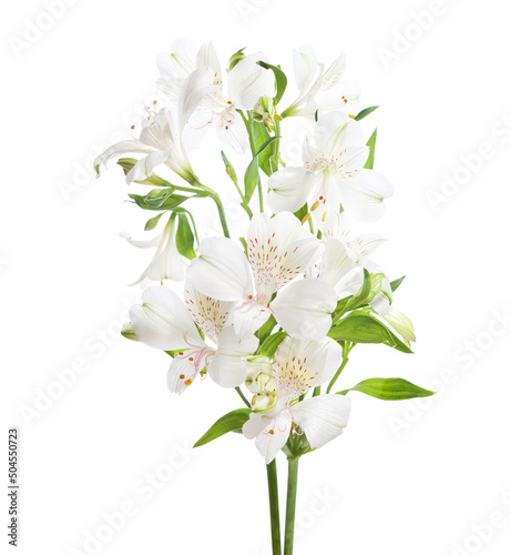 White Alstroemeria flowers  isolated on white background. Selective focus.