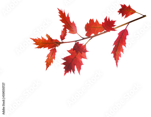 Branch with red autumn leaves isolated on a white background. Northern Red Oak