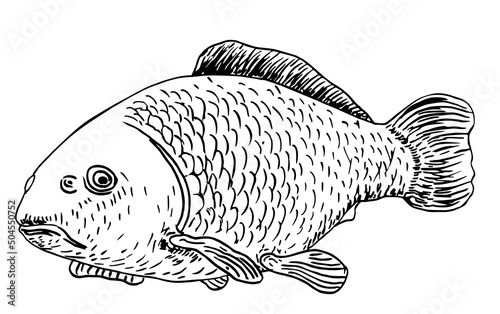 Realistic fish sketch. Black and white sketch isolated on a white background. Carp lake fish. Concept art for horoscope, tattoo, canning jar sticker, shop label etc. Vector illustration
