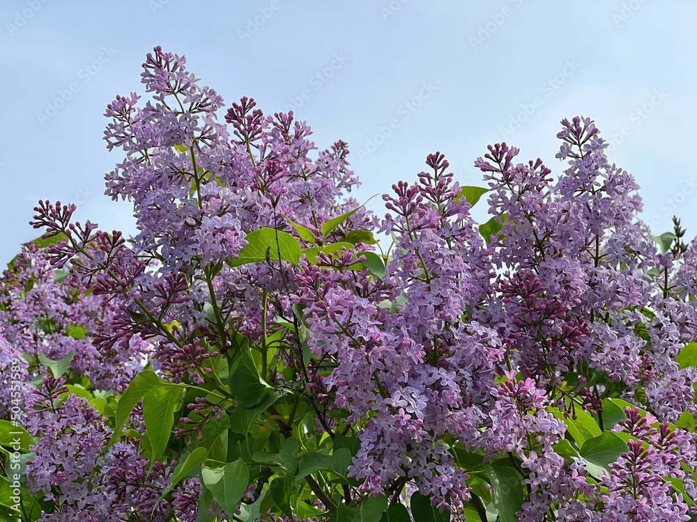 Purple lilac flowers bush in the spring garden. Purple lilac flowers bush in the spring garden.
