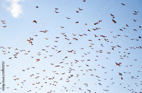 Giant fruit bats in flight at sunset - Subic Bay, Luzon, Philippines