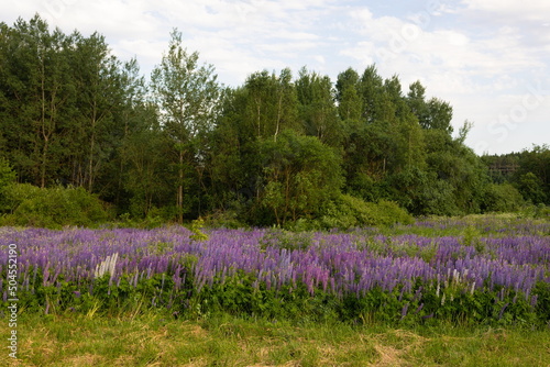 White and purple lupine flowers on a sunny summer day photo