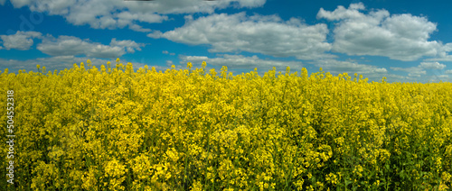 Fotografie Summer landscape, a field with blooming rapeseed and a blue sky with clouds, bright yellow flowers