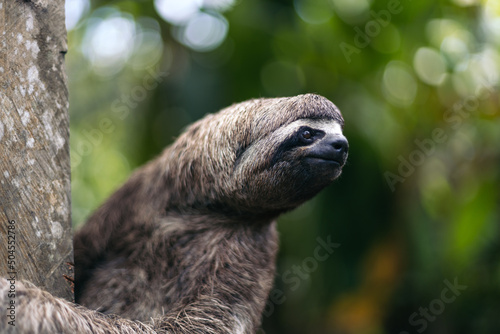 Close-up of a Sloth