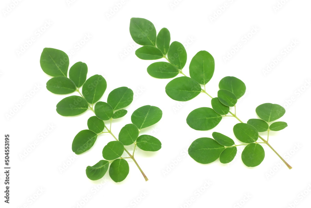 Fresh moringa oleifera leaves isolated on white background. Fresh moringa oleifera leaves isolated on white background.