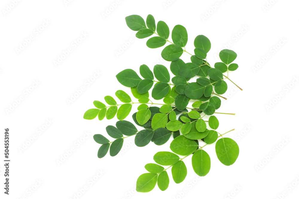 Fresh moringa oleifera leaves isolated on white background. Fresh moringa oleifera leaves isolated on white background.