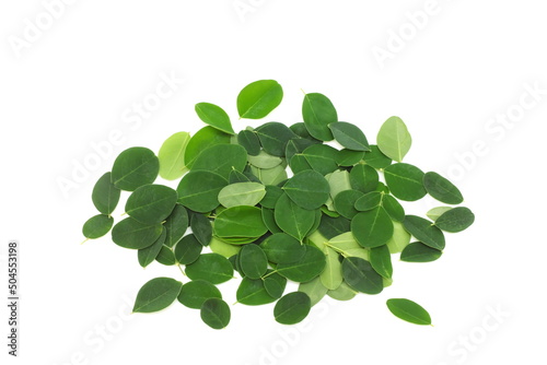 Fresh moringa oleifera leaves isolated on white background.