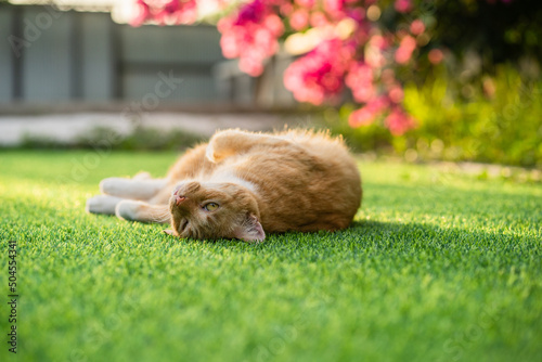 Cat on artificial turf photo