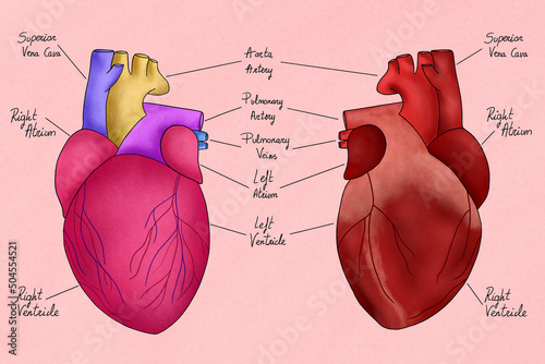 Human heart illustration