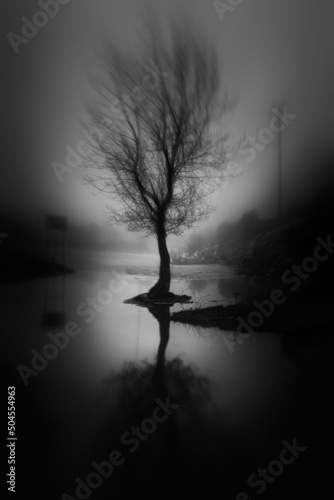 Lone Tree on a Foggy Day