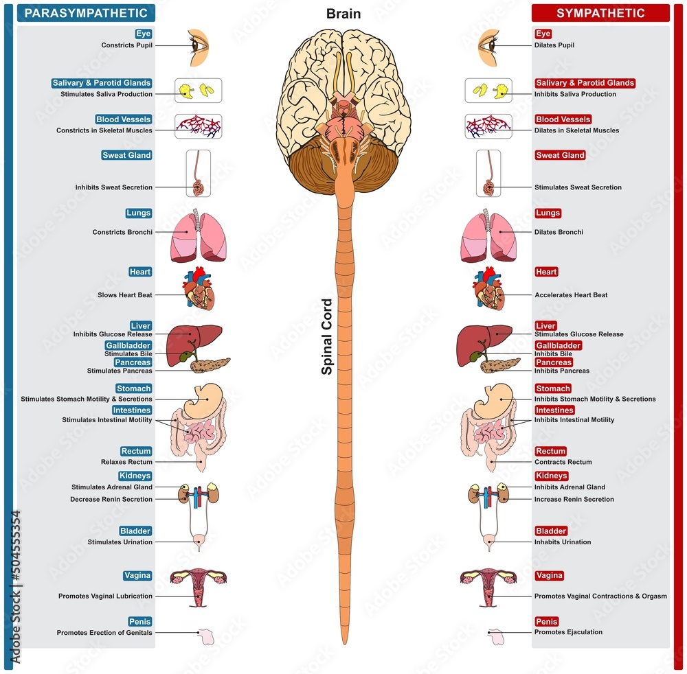 Autonomic nervous system of human infographic diagram sympathetic parasympathetic brain spinal cord nerves function on body organs parts structure vector drawing biology science education - obrazy, fototapety, plakaty 
