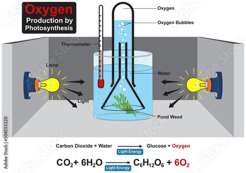 Oxygen production by photosynthesis experiment infographic diagram chemical reaction formula lab setup for chemistry science laboratory education cartoon vector drawing illustration template