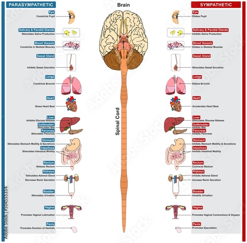 Autonomic nervous system of human infographic diagram sympathetic parasympathetic brain spinal cord nerves function on body organs parts structure vector drawing biology science education