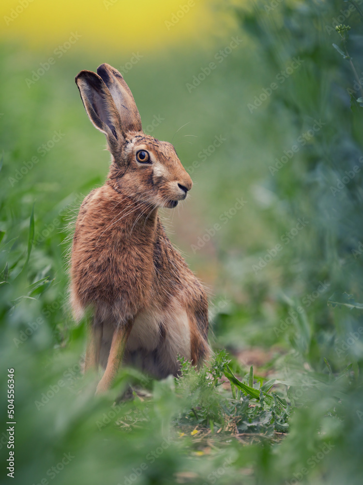 Feldhase (Lepus europaeus), nahaufnahme auf einem Feld Feldhase (Lepus europaeus), nahaufnahme auf einem Feld