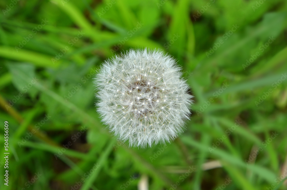 One white dandelion on blurred green grass background. Free copy space. Top view, closeup photo. One white dandelion on blurred green grass background. Free copy space. Top view, closeup photo.