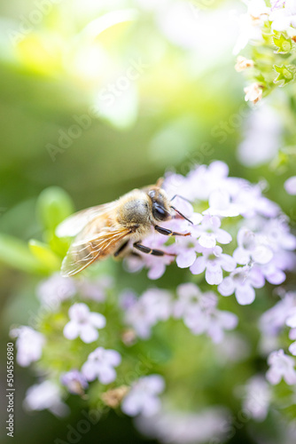 春の花と蜜蜂