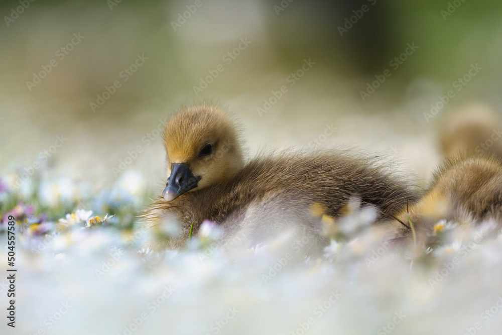 Graugans (Anser anser) Küken auf einer Wiese