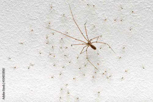 Spider with babies on the wall
