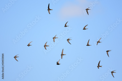 Common Swift flock in flight photo