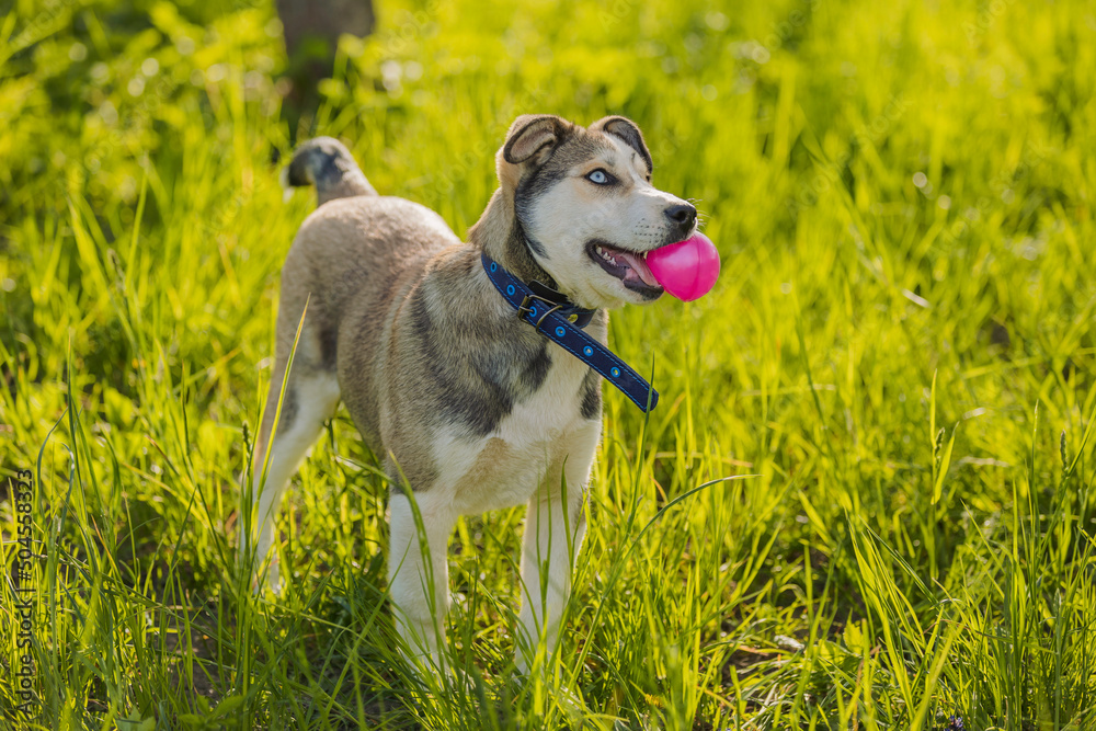 husky dog playing with a pink ball sitting in the grass