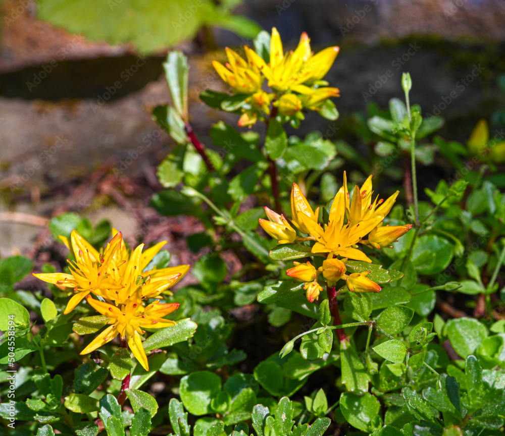 Kamschatka Stonecrop (Sedum kamtschaticum), Baden Wuettemberg, Germany, Europe Kamschatka Stonecrop (Sedum kamtschaticum), Baden Wuettemberg, Germany, Europe