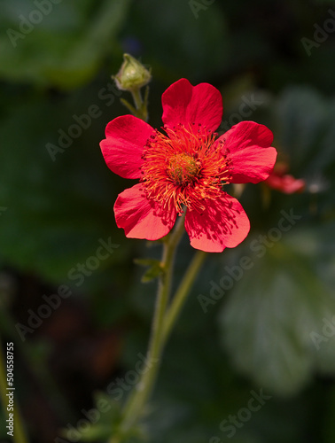 Scarlet Avens (Geum coccineum) close-up of flowers. Botanical garden kit, Karlsruhe, Baden Wuerttemberg, Germany photo